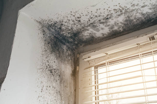 Trusted Commercial Mold Remediation service in Mountlake Terrace, WA - Cheap Mold Removal