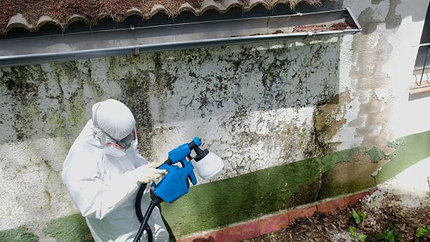 Top rated local Basement Mold Removal specialists in Mountlake Terrace, WA